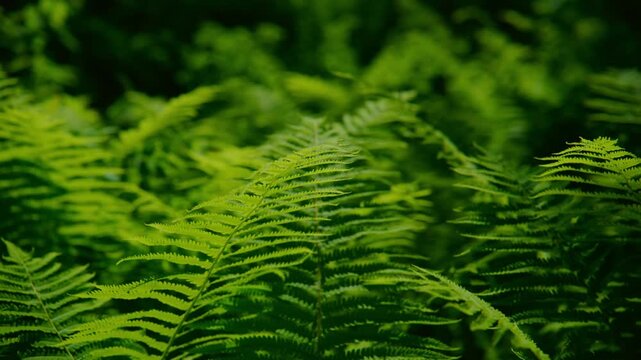 Vibrant green ferns gently sway in soft, natural light. Detailed fronds capture fresh, lush texture. Depth of field blurs background into dreamy green haze. Calm, serene forest atmosphere evokes peace