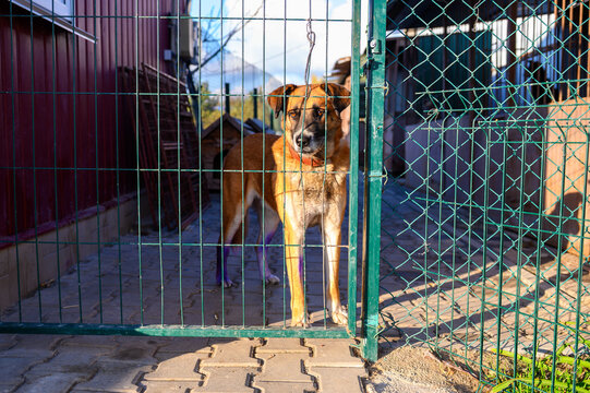 Homeless Dog in Shelter Kennel Waiting for Adoptio. Animal Rescue