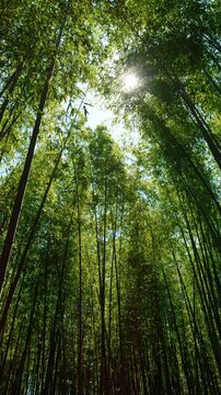 京都嵐山の竹林を見上げる散策の風景　縦型動画
