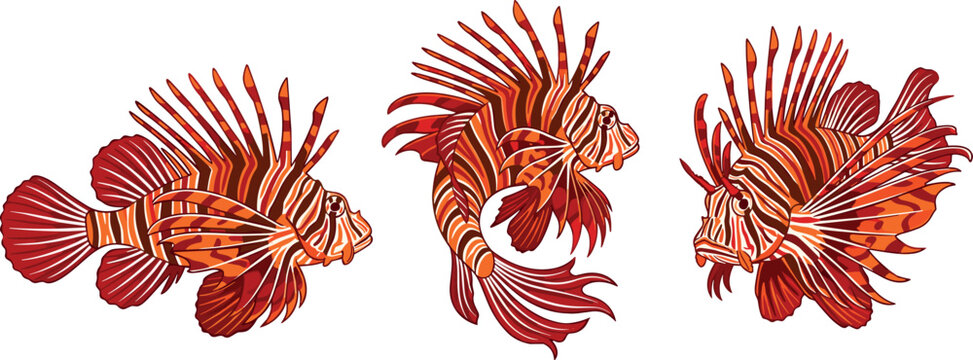 Lionfish Vector Illustration Set Featuring Venomous Marine Predator in Various Swimming Poses for Coral Reef and Exotic Ocean Wildlife Graphic DesignsLionfish Vector Illustration Set Featuring Venomou