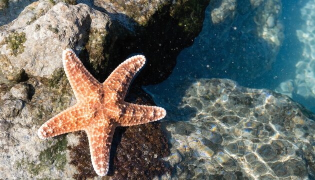 Vibrant orange starfish clinging to tide pool rocks in crystal clear shallow seawater, sunlit ripples and caustic patterns reveal marine life, colorful underwater detail and summer shoreline ecosystem