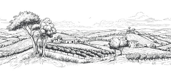 Brazilian coffee, panorama of a coffee plantation, hills, houses on the horizon. Digital illustration. Graphic pencil drawing, minimalism. Coffee trees, sunlight, isolated on a white background © Elena