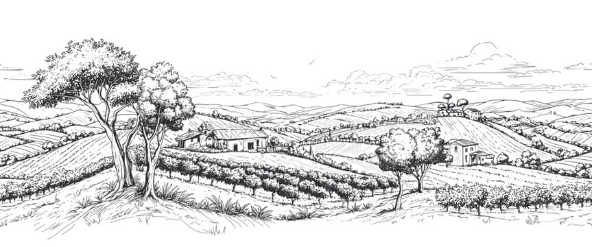 Brazilian coffee, panorama of a coffee plantation, hills, houses on the horizon. Digital illustration. Graphic pencil drawing, minimalism. Coffee trees, sunlight, isolated on a white background
