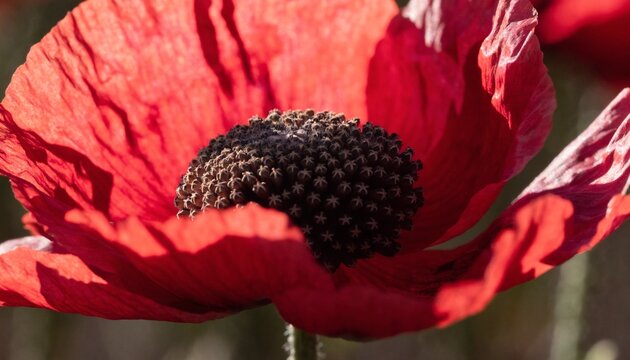 Vivid macro photograph of a red poppy flower with translucent crinkled petals glowing in warm afternoon sunlight, dark seed center sharply focused, romantic summer bloom with soft natural bokeh