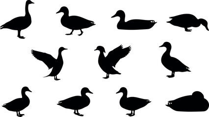 Fototapeta premium Silhouette Collection of Ducks in Various Natural Poses