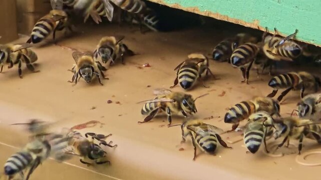 Tight static shot of many bees actively entering and exiting the hive.
