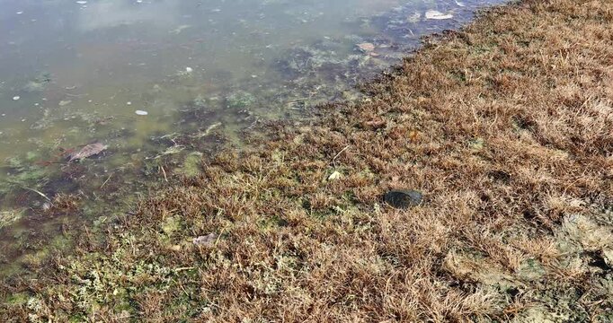 Static video of juvenile red ear slider turtle (Trachemys scripta elegans) running into the water.