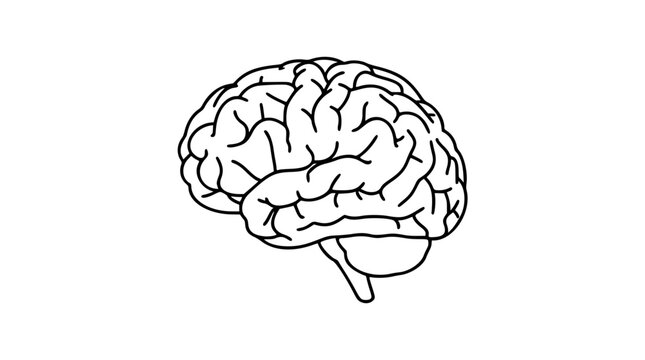 Hand traced brain outline vector icon, simple organic nervous system illustration for neuroscience, mental health, psychology, cognition, education, medical apps, clinics, wellness logos and design