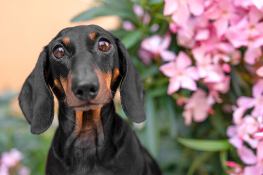 close-up portrait of black and tan dachshund dog with pink oleander flower in the background, intense artistic pet portrait