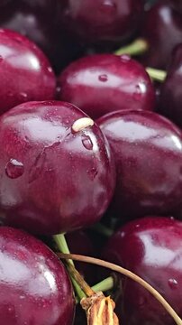 White worms crawl together into the core of ripe red cherry with juicy pulp, close-up, macro. Nutrition of cherry fly larvae. Spoiled, poor quality berry crop. 