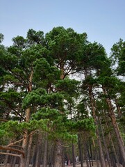 Fototapeta premium Green pine trees in the forest