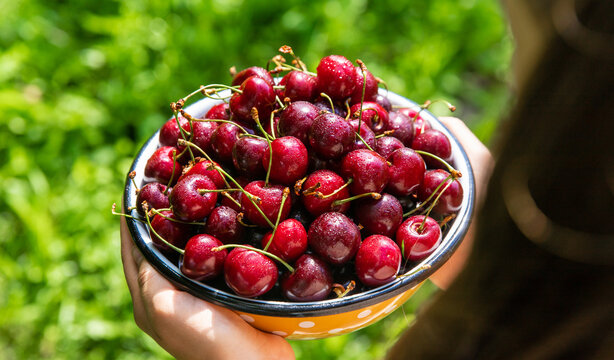 Child with cherries in the garden. Selective focus.
