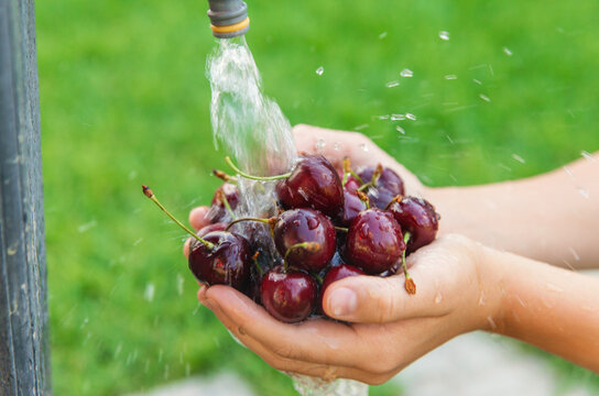 wash cherries in the garden. Selective focus.