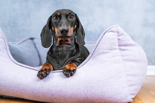 Black and tan dachshund dog sitting comfortably in a soft lavender pet bed against a calm blue background