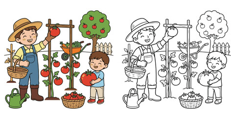 Fototapeta premium farmer picking ripe tomatoes from a garden trellis cartoon clipart and lineart print vector illustration for school educational color coloring book