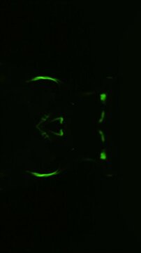 Abstract green smoke swirls and dances in darkness with symmetrical patterns