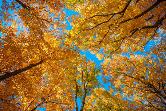 Seasonal forest. Natural fallen leaves. Autumnal leaves on tree. Autumnal season nature. Bright color fall. Autumn season. Fall leaves change color. Sunny fall weather. Nature fall weather