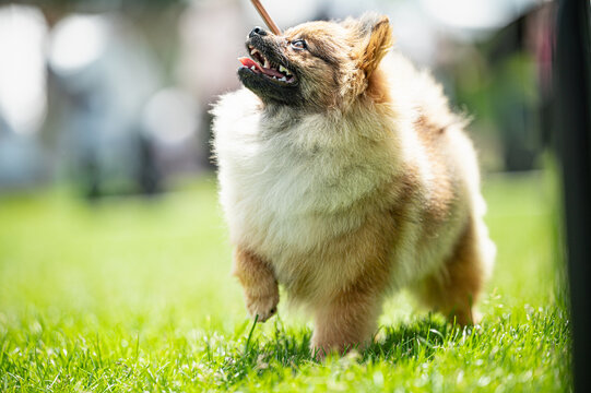Pies Szpic miniaturowy, pomeranian 