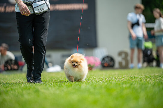 Pies Szpic miniaturowy, pomeranian 