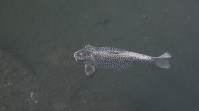 dragon fish swimming in clear water of tropical lake