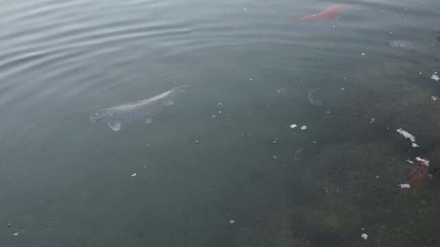 dragon fish swimming in clear water of tropical lake