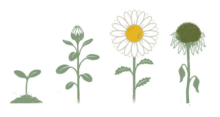 Fototapeta premium Illustrated daisy flower life cycle, green and white graphic showing plant development for botanical education, garden project infographics
