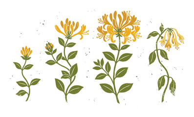 Obraz premium Honeysuckle botanical illustration with yellow-green flowers showing growth stages, rustic textured style for garden guides