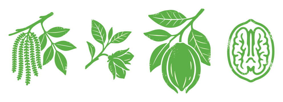 Pecan tree botanical elements illustration set in green silhouette style, showing leaves, flowers, and nut