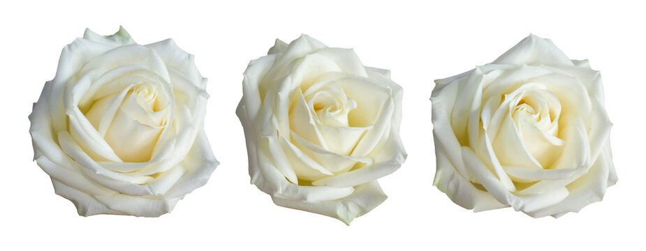 Three White Rose Buds Isolated on White Background