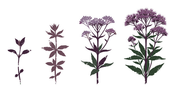 Purple Eupatorium plant growth stages botanical illustration with dark green leaves and flowers for educational content, garden guides