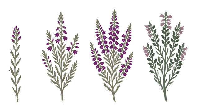 Botanical purple heather plant illustration set with green leaves for floral decoration, natural design elements, and botanical content