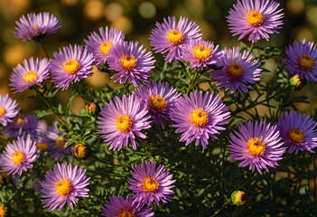 Fototapeta premium Sunlit blooming aster flowers in nature