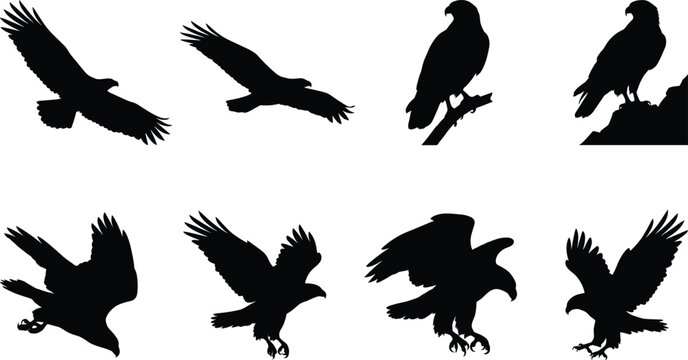 Eagle Silhouette Collection Set with Flying and Perched Birds of Prey