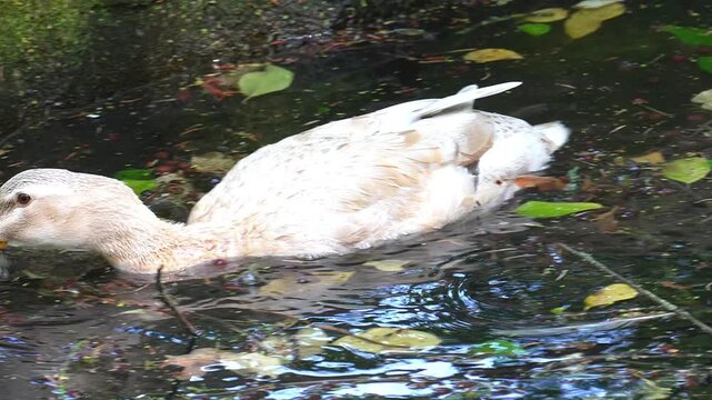 White duck swimming in a pond with fallen leaves