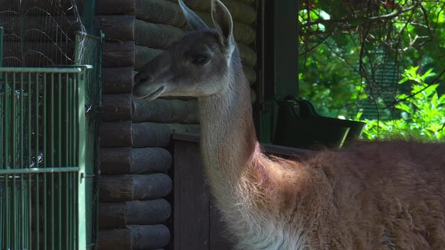 Guanaco or llama standing near a wooden building and cage
