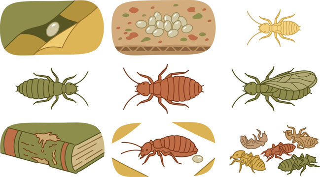 Educational infographic set showing the life cycle of bed bugs with eggs, nymphs, and adult insect illustrations