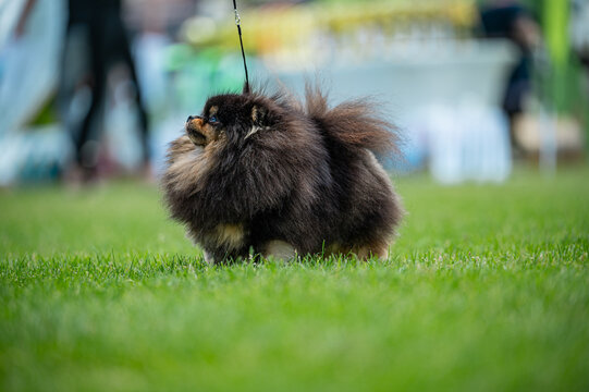 Pies Szpic miniaturowy, pomeranian 