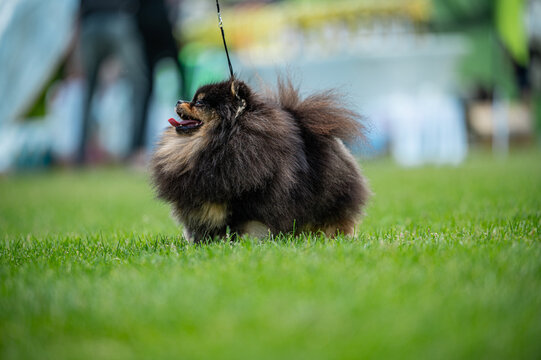 Pies Szpic miniaturowy, pomeranian 