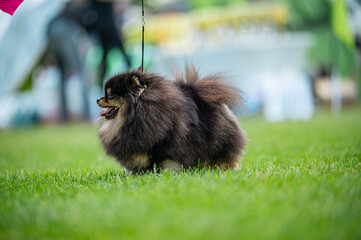 Pies Szpic miniaturowy, pomeranian  © Grzegorz