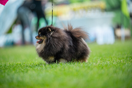 Pies Szpic miniaturowy, pomeranian 