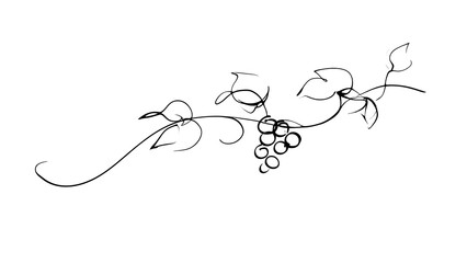 Obraz premium Elegant grape vine illustration on white background.