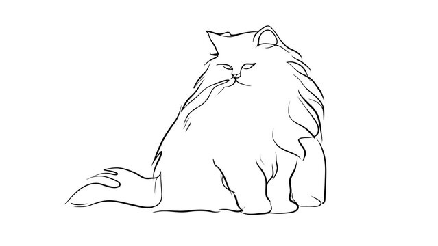 Fluffy Persian cat sketch on white background.
