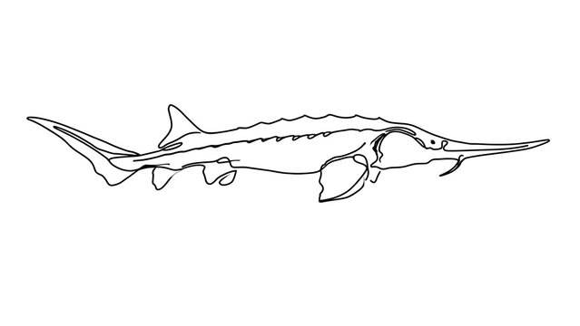 Line drawing of a swordfish on white background.