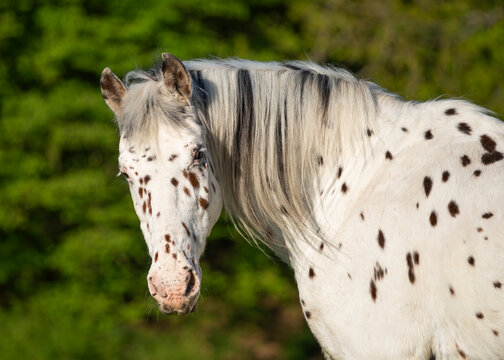 Portrait of a Knabstrupper horse in a pasture