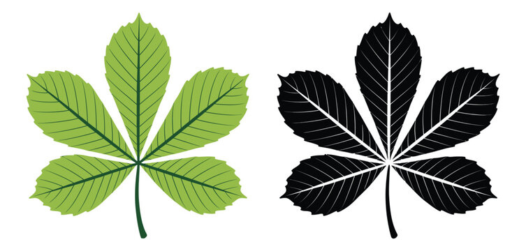 Horse chestnut buckeye leaf illustrations showcasing botanical foliage, organic leaf structures, and clean minimalist vector graphics in silhouette and color styles for nature and gardening themes.