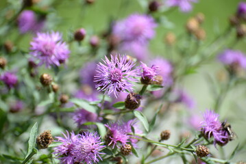 Fototapeta premium Wiesenflockenblume