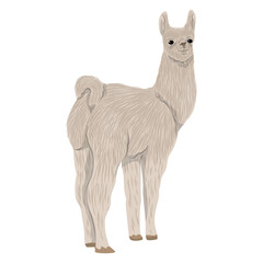 Llama Lama glama vector illustration of fluffy domestic guanaco standing isolated on white background South American alpaca animal icon for farm agriculture wool production and tourism concepts © AnnstasAg