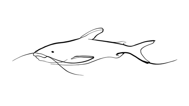 Minimalist line art catfish drawing white background.