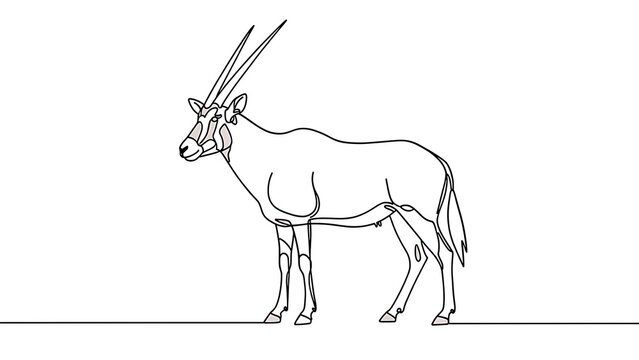 Oryx antelope line drawing white background.