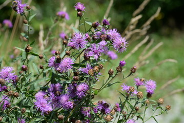 Obraz premium Wiesenflockenblume